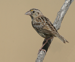 Photo of Grasshopper Sparrow