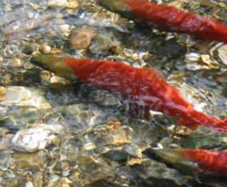 Photo of Kokanee Salmon
